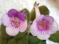 Sinningia 'Ozark Blue Popcorn' Sinningia 'Ozark Blue Popcorn'
